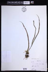 Lepisorus loriformis image