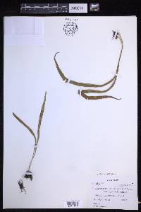 Lepisorus loriformis image