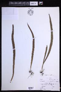 Lepisorus loriformis image