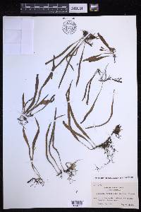 Lepisorus monilisorus image