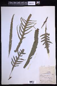 Lecanopteris pustulata image