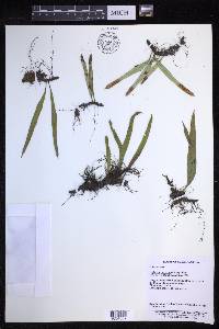 Lepisorus contortus image