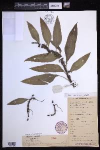 Lepisorus buergerianus image