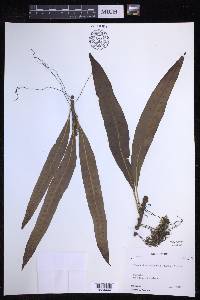 Lepisorus bicolor image