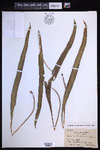Lepisorus kawakamii image
