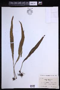 Lepisorus kawakamii image