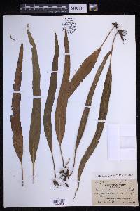 Lepisorus obscurevenulosus image