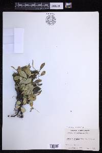 Lepisorus microphyllus image