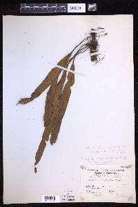 Lepisorus megasorus image