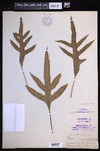 Lecanopteris pustulata image