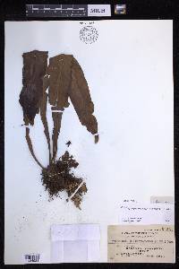 Lepisorus platyrhynchos image