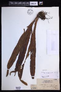 Lepisorus platyrhynchos image