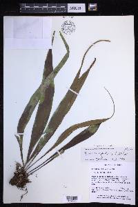 Lepisorus spicatus image