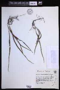 Lepisorus pseudoussuriensis image