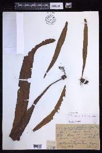 Lepisorus platyrhynchos image