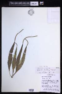 Lepisorus spicatus image