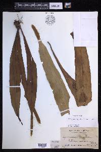 Lepisorus platyrhynchos image