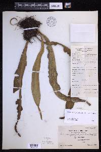 Lepisorus platyrhynchos image