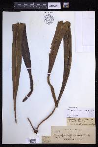 Lepisorus platyrhynchos image
