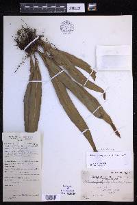 Lepisorus platyrhynchos image