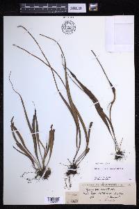 Lepisorus spicatus image