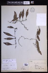 Lepisorus pyriformis image