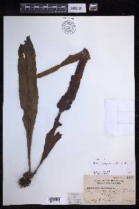 Lepisorus platyrhynchos image