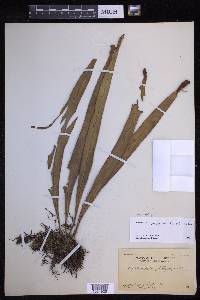 Lepisorus platyrhynchos image