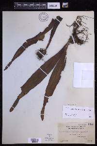 Lepisorus platyrhynchos image