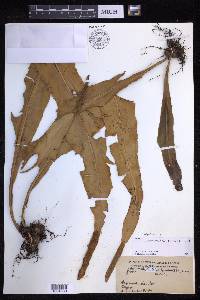 Lepisorus platyrhynchos image