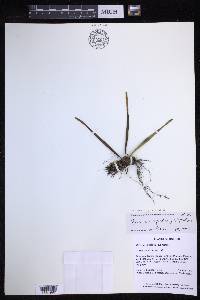 Lepisorus spicatus image