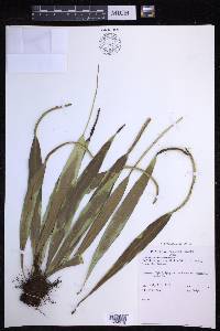 Lepisorus spicatus image