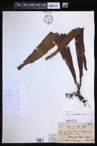 Lepisorus platyrhynchos image