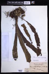 Lepisorus platyrhynchos image
