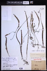 Lepisorus pseudoussuriensis image