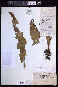 Lepisorus platyrhynchos image
