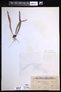 Lepisorus thunbergianus image