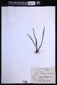 Lepisorus thunbergianus image