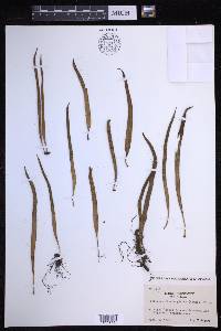 Lepisorus thunbergianus image