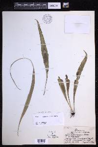 Lepisorus spicatus image