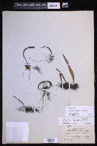 Lepisorus thunbergianus image
