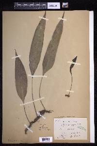 Lepisorus superficialis image