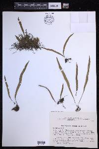 Lepisorus ussuriensis image