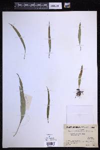 Lepisorus thunbergianus image
