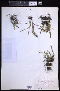 Lepisorus thunbergianus image