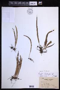 Lepisorus thunbergianus image