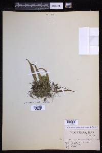 Lepisorus thunbergianus image