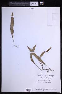 Lepisorus thunbergianus image