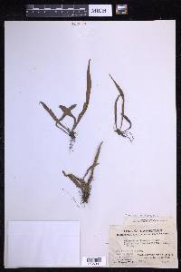 Lepisorus thunbergianus image