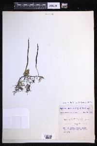 Lepisorus ussuriensis image